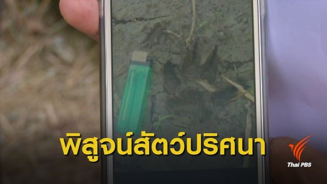 เร่งพิสูจน์ "สัตว์ปริศนา" คลองสามวา 1 สัปดาห์ รู้ผล