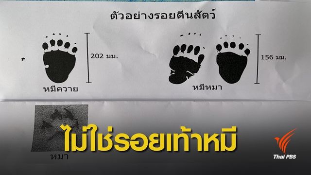 สัตวแพทย์ยืนยันรอยเท้าสัตว์ที่พบไม่ใช่รอยเท้าหมี 