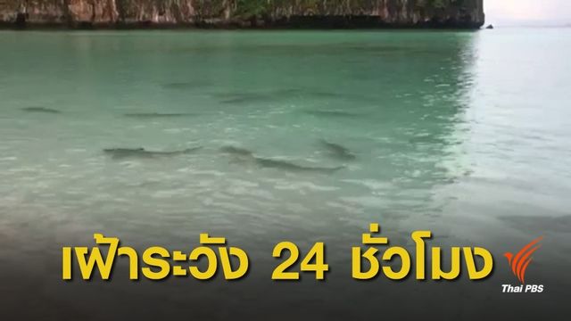ไม่พบ "ฉลามหูดำ" อ่าวมาหยาถูกล่า