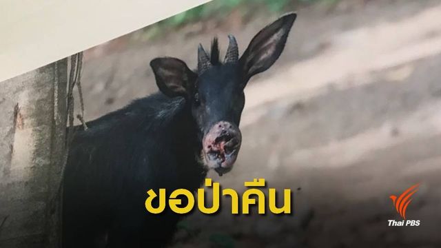 ชัด ! "ป่าแก่งกระจาน" ถูกรบกวนจากคน-ส่งผลกระทบสัตว์ป่าหายาก 