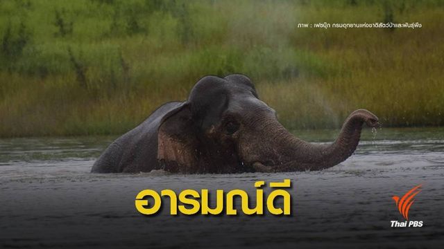 น่ารักแอบดูครอบครัว "ช้าง"เล่นน้ำป่าเขาใหญ่   