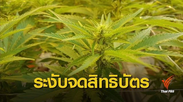 ให้กรมทรัพย์สินทางปัญญาระงับจดสิทธิบัตรกัญชาของต่างชาติ