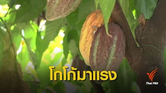 วิเคราะห์ "โกโก้" พืชเศรษฐกิจใหม่ ร่วงหรือรอด?