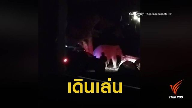 ตื่นเต้น "โยโย่" ช้างป่าเขาใหญ่บุกเดินเล่นลานกางเต็นท์ 