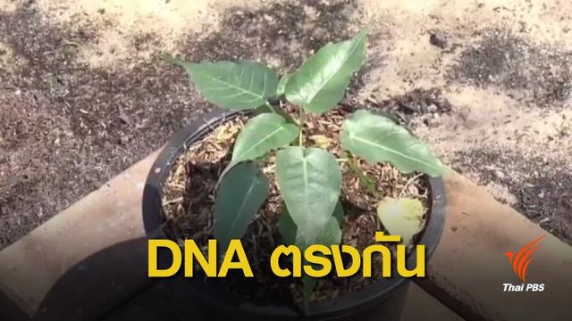เร่งฟื้นฟูต้นอ่อนพระศรีมหาโพธิ์ จ.ประจวบคีรีขันธ์