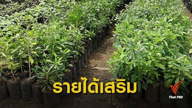 ดึงชุมชนปลูกไม้ครัวเรือนละ 400 ต้นช่วยลดโลกร้อน