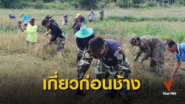 "เกี่ยวข้าวก่อนช้าง” เรียนรู้พฤติกรรมช้าง-ปรับพฤติกรรมคน 