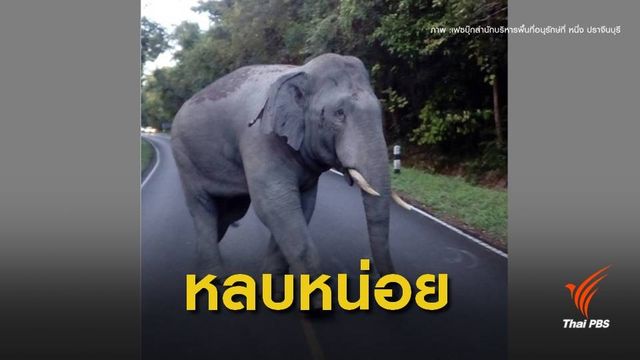 เตือนนักท่องเที่ยวระวัง "ช้างป่าเขาใหญ่"ตกมัน 