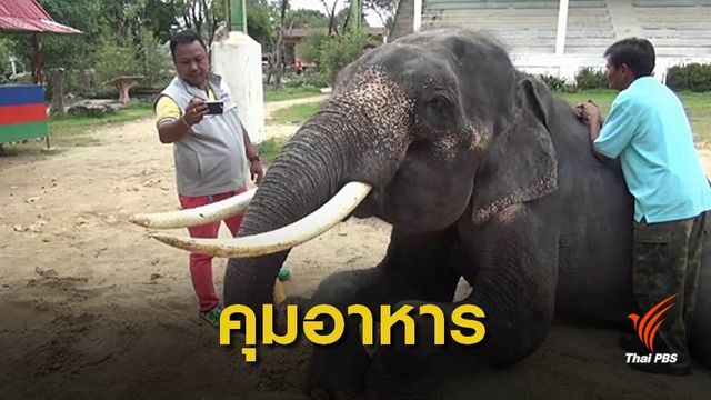 สวนสัตว์ดังชี้แจงคลิปช้างผอมโซแค่ "คุมอาหาร" ลดอาการตกมัน