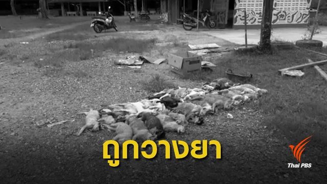 พิรุธ ! แมวถูกหมากัดตาย 33 ตัวอาจถูกวางยาซึม 