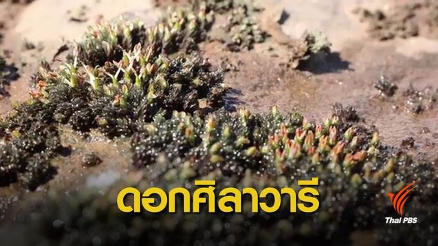 อวดโฉมแล้ว “ดอกศิลาวารี” หาชมยากที่น้ำตกแก่งจูงนาง 
