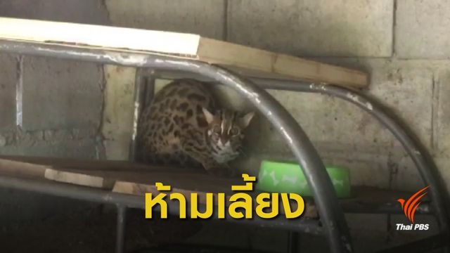 รวบผู้เลี้ยง "แมวดาว" สัตว์ป่าคุ้มครองในบ้าน จ.กระบี่