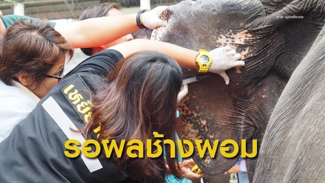 ยังต้องรอผลตรวจสุขภาพ "ช้าง-ม้า" ลักษณะซูบผอมในสวนสัตว์ดัง  