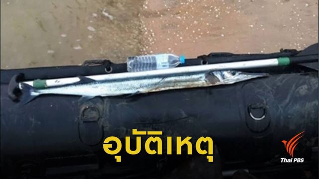 ประมงยืนยัน "เต็กเล้ง" ไม่ใช่ปลาอันตราย