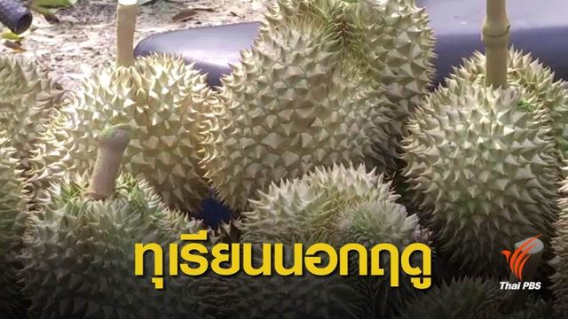 ทุเรียนนอกฤดูส่งออกจีน “ราคาดี” เกษตรกรหายเหนื่อย 