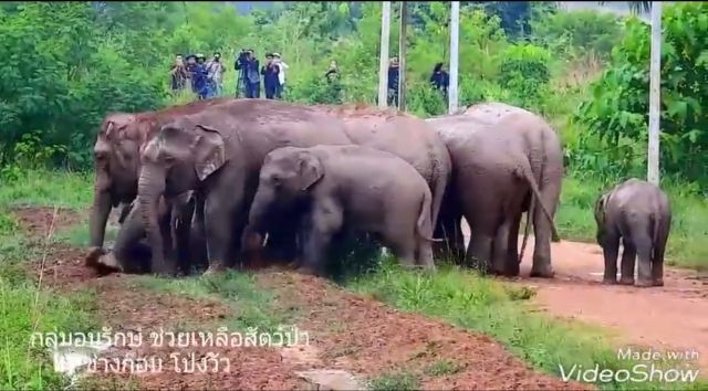  “พังน้ำกรด”คลอดลูกวัยซน 1 เดือนอวดโฉมกลางป่าแก่งหางแมว