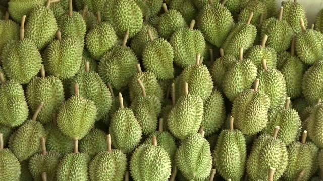 “แจ็ค หม่า” ทำราคาทุเรียนเหมาพุ่งกระฉูด – ชาวสวนหวั่นยอดสั่งมาก คุณภาพอาจด้อย