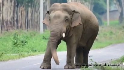 เศร้า! ทูตสันถวไมตรีแห่งเขาอ่างฤาไน  "ช้างหางด้วน งาเดียว" ตาย
