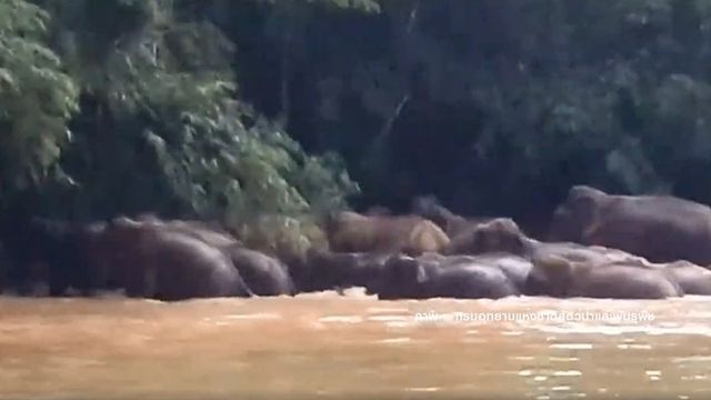 หาดูยาก "ช้างป่าละอู 44 ตัว" เล่นน้ำคลายร้อน 