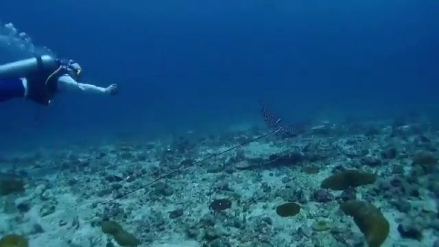 พบ "กระเบนนก" แหวกว่ายอวดโฉมทะเลเกาะพีพี 