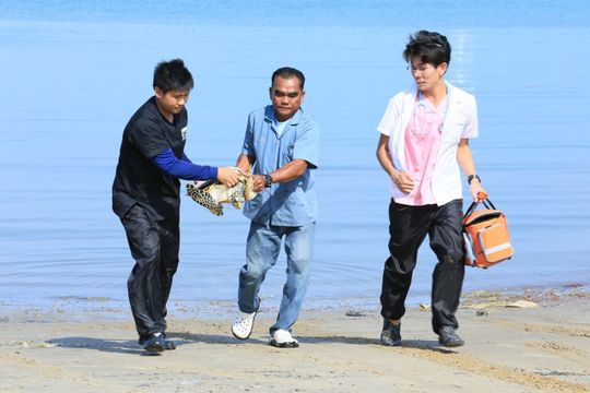 ปฏิบัติการช่วยชีวิตสัตว์ทะเลหายาก เสี่ยงสูญพันธุ์
