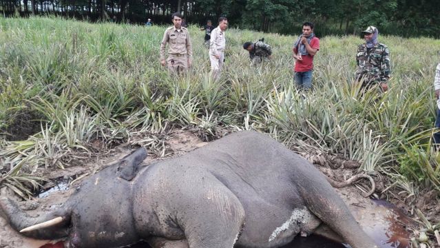 เร่งพิสูจน์สาเหตุ"ช้างป่ากุยบุรี" ตายกลางไร่สับปะรด 1 ตัว