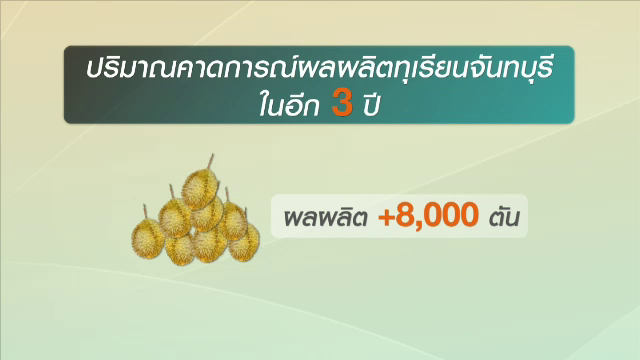 แห่ปลูกทุเรียนเสี่ยงทำราคาตก คาดอีก 3 ปีทุเรียนเมืองจันทบุรีทะลุ 8,000 ตัน