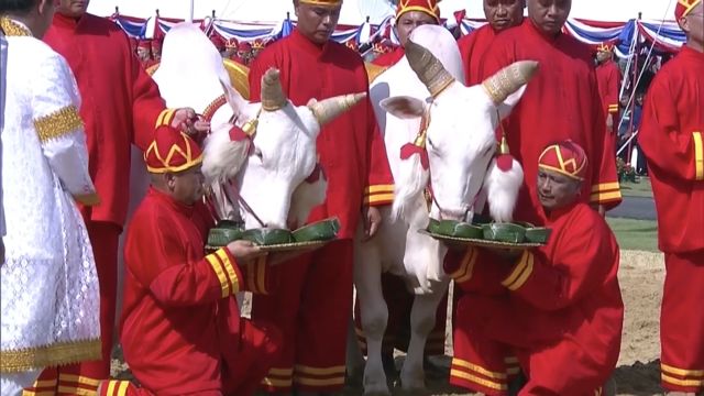 พระโคเสี่ยงทายกิน “น้ำ หญ้า เหล้า” น้ำท่าบริบูรณ์-คมนาคม-ค้าขายดีขึ้น