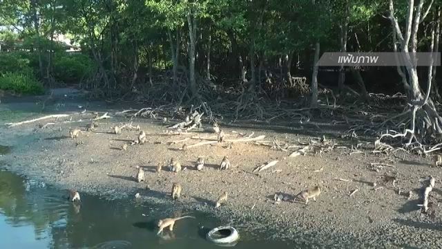 หน.อุทยานหมู่เกาะพีพี ชี้จับลิงปล่อยเกาะแก้ปัญหาปลายเหตุ