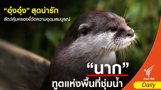 “อุ๋งอุ๋ง” สุดน่ารัก สัตว์คุ้มครองชี้วัดความอุดมสมบูรณ์ 