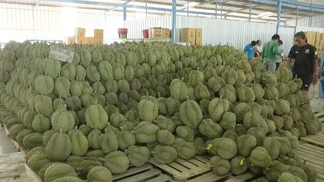 "อาลีบาบา" เตรียมทำข้อตกลงซื้อทุเรียนอีก 8 แสนลูก