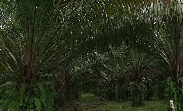 ชาวบ้านเร่งยื่นหลักฐานขอทำกิน "สวนปาล์ม"หมดสัมปทาน