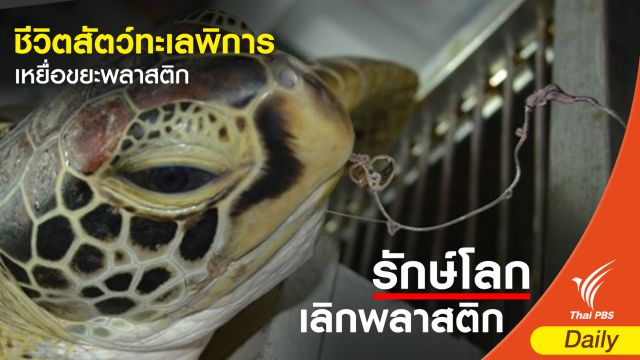 ชีวิตสัตว์ทะเลพิการ เหยื่อขยะพลาสติก