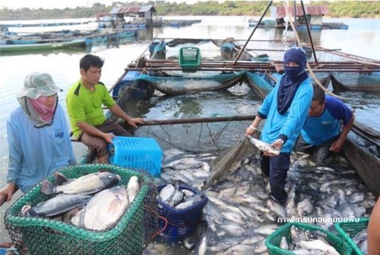 เตือน "ปลาน็อกน้ำ" ช่วงฝนแรกเหตุชะล้างสารพิษลงแหล่งน้ำ 