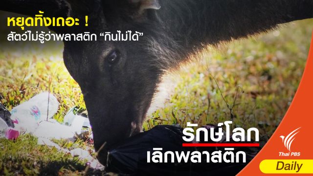 หยุดทิ้งเถอะ ! สัตว์ไม่รู้ว่าพลาสติก “กินไม่ได้” 