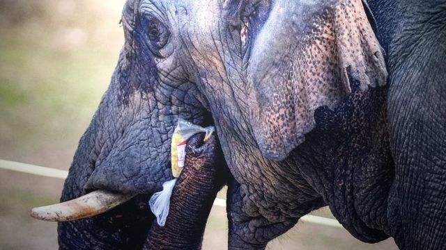 อีก 2 เดือน! เลิกใช้ถุงพลาสติก-โฟมเขตอุทยาน-สวนสัตว์ทั่วประเทศ 