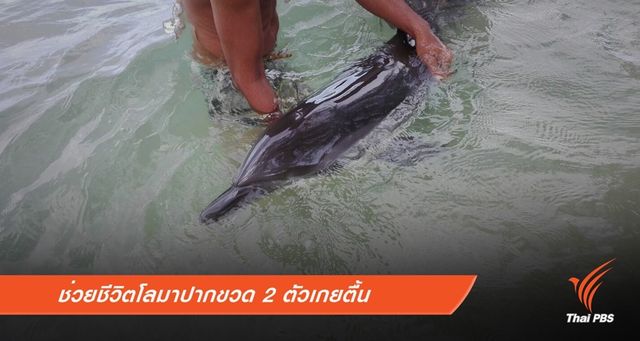 ทช.-ชาวบ้านช่วยชีวิตโลมาปากขวด 2 ตัวเกยตื้น 