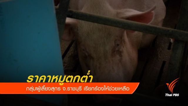 กลุ่มผู้เลี้ยงสุกร จ.ราชบุรี เรียกร้องช่วยเหลือราคาหมูตกต่ำ