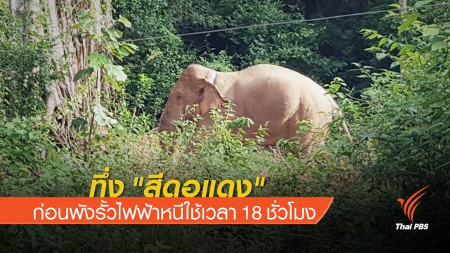 เปิดคลิป "สีดอแดง"ก่อนพังรั้วไฟฟ้าหนีใช้เวลา 18 ชั่วโมง