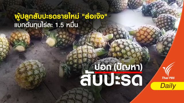 เตือนผู้ปลูกสับปะรดรายใหม่ "ส่อเจ๊ง" แบกต้นทุนไร่ละ 1.5 หมื่นบาท