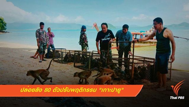 ประเดิมส่งลิง 80 ตัวปรับพฤติกรรม "เกาะปายู" ภูเก็ต