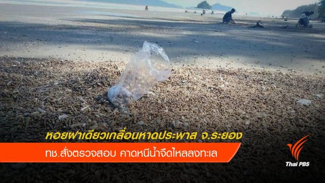 สั่งตรวจสอบเหตุหอยฝาเดียวทับถมชายหาดประพาส จ.ระยอง