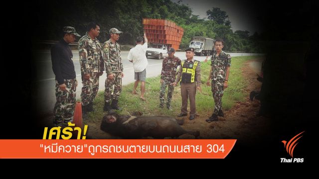  เศร้า !! "หมีควาย" จากป่าเขาใหญ่ ถูกรถชนตายบนถนนสาย 304