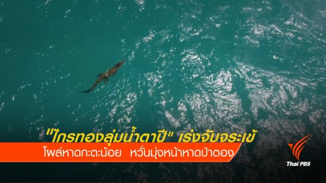ยังจับไม่ได้! จระเข้ จ.ภูเก็ต โผล่นอนชายหาดกะตะน้อย