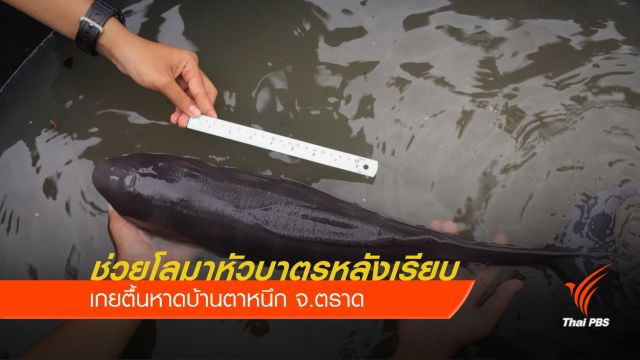 ช่วยโลมาหัวบาตรหลังเรียบเกยตื้นหาดบ้านตาหนึก 