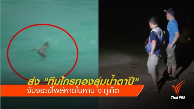 ส่ง "ทีมไกรทองลุ่มน้ำตาปี" จับจระเข้โผล่หาดในหาน จ.ภูเก็ต
