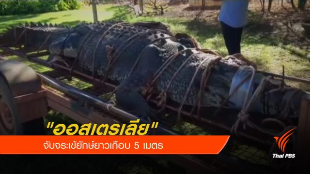 "ออสเตรเลีย" จับจระเข้ยักษ์ยาวเกือบ 5 เมตร 
