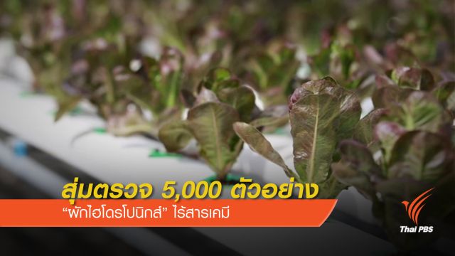 สุ่มตรวจ 5 พันตัวอย่าง "ผักไฮโดรโปนิกส์" สารเคมีอยู่ในมาตรฐาน