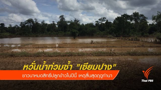 หวั่นน้ำท่วมซ้ำ "เซียมปาง" ชาวนาหมดสิทธิ์ปลูกข้าว