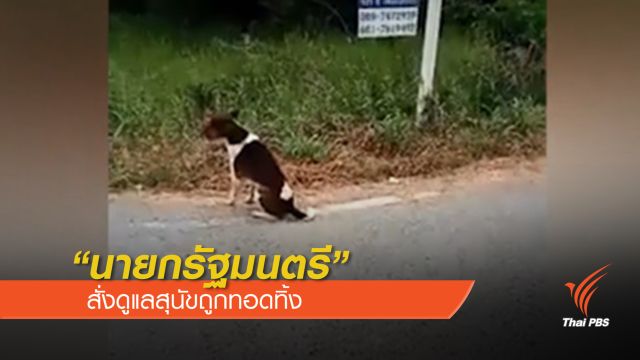   "นายกรัฐมนตรี”สั่งดูแลสุนัขถูกทอดทิ้ง 